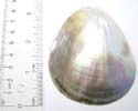 Fashion paua seashell pendant motif in puff pear pattern